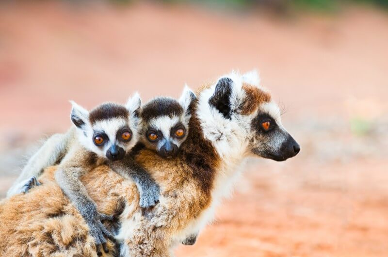 O que fazer em Madagascar? Confira um roteiro completo!
