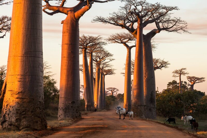 Madagascar: tudo que você precisa saber sobre a ilha