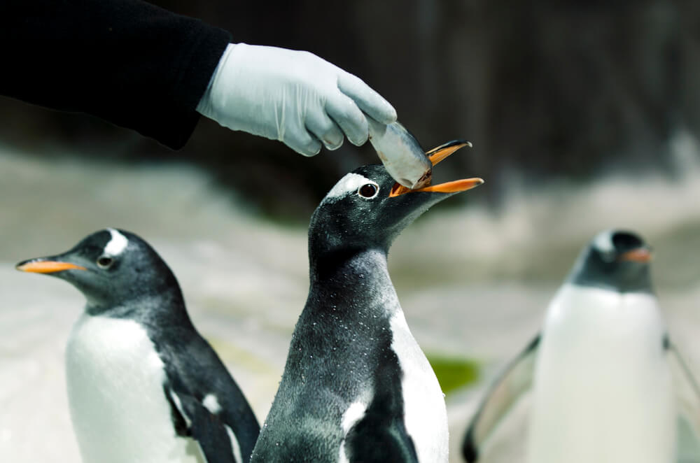Pinguim comendo sardinha no aquário Kelly Tarltons