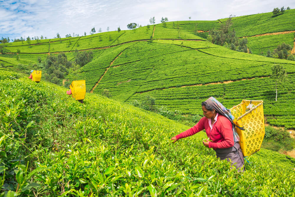 Plantação de chás em Nuwara Eliya