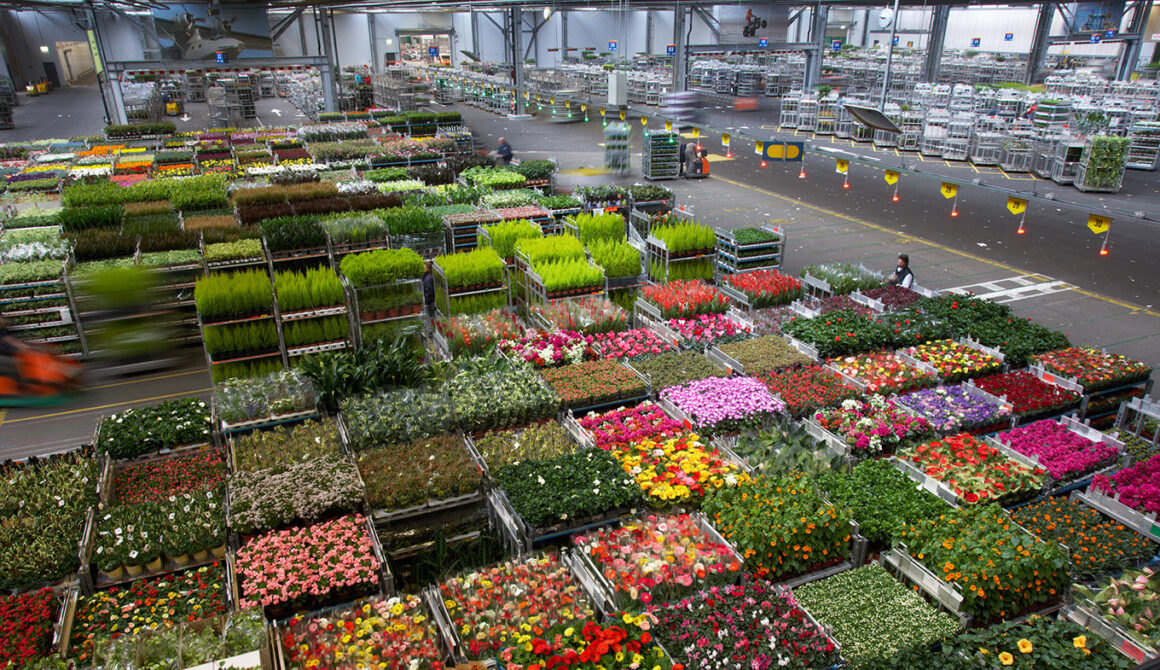 FloraHolland
