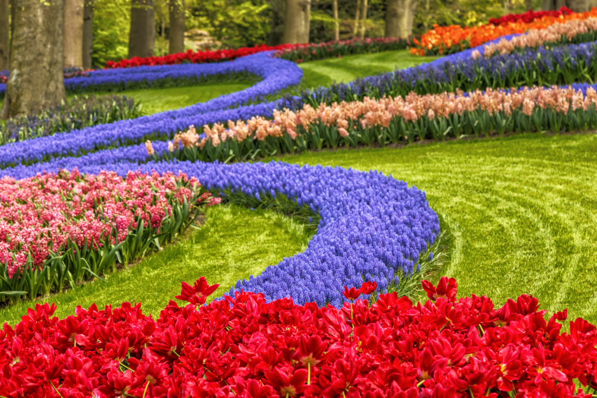 Flores no parque Keukenhof. na Holanda