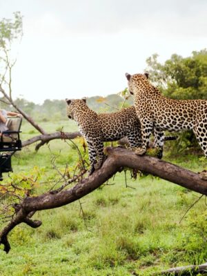 Two leopards on tree watching tourists in jeep back view